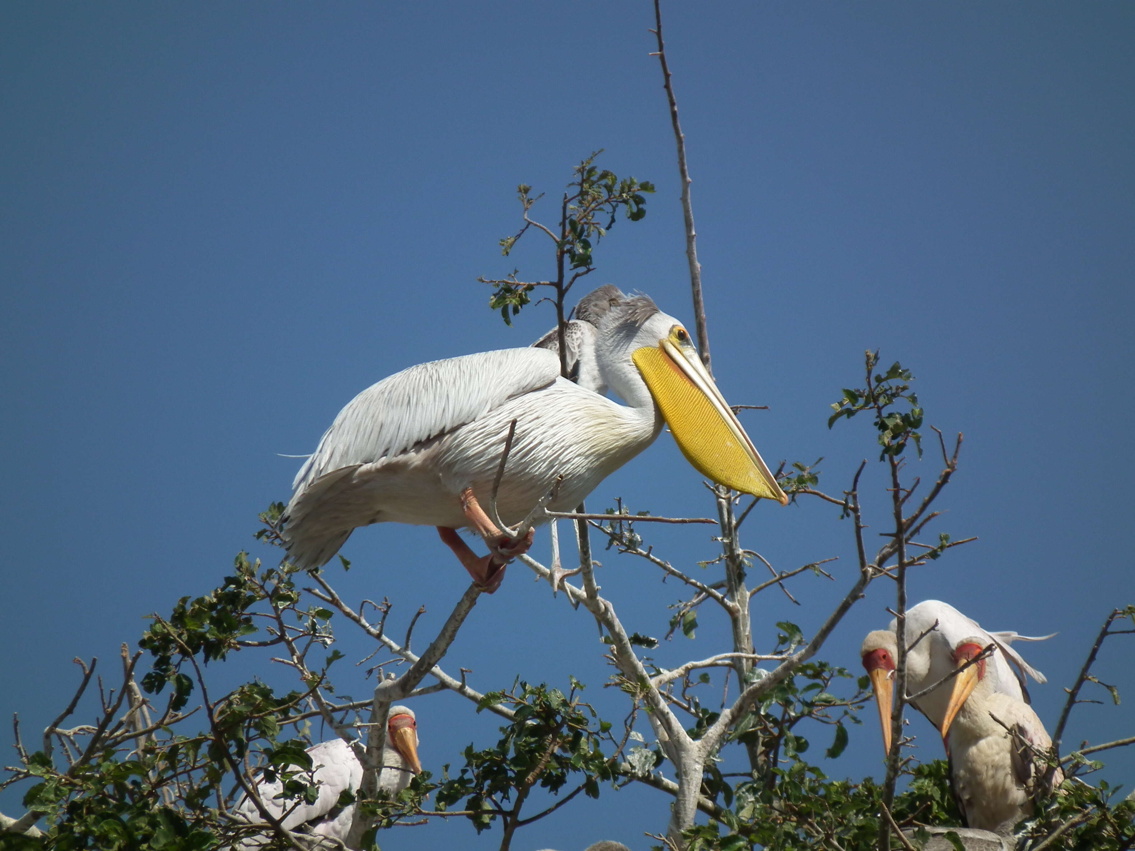 Image of Pink-backed Pelican