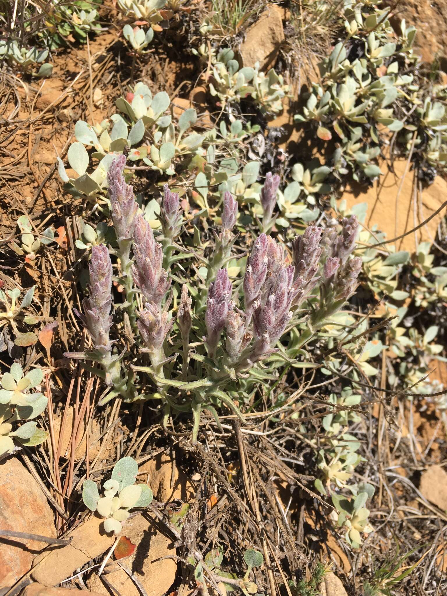 Image of splithair Indian paintbrush