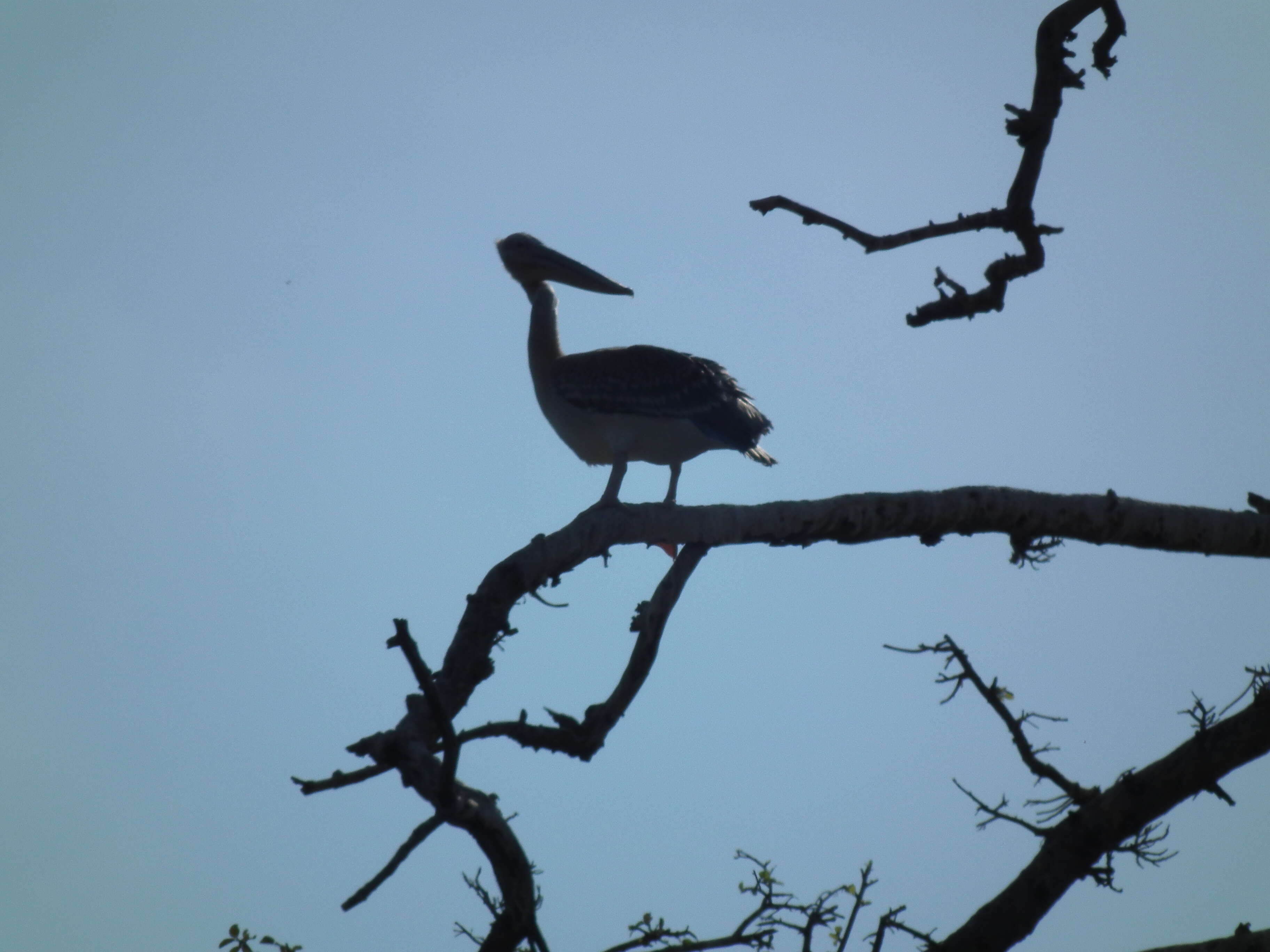 Image of Pink-backed Pelican