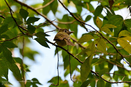 Rhynchocyclus brevirostris (Cabanis 1847)的圖片