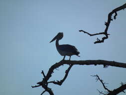 Image of Pink-backed Pelican