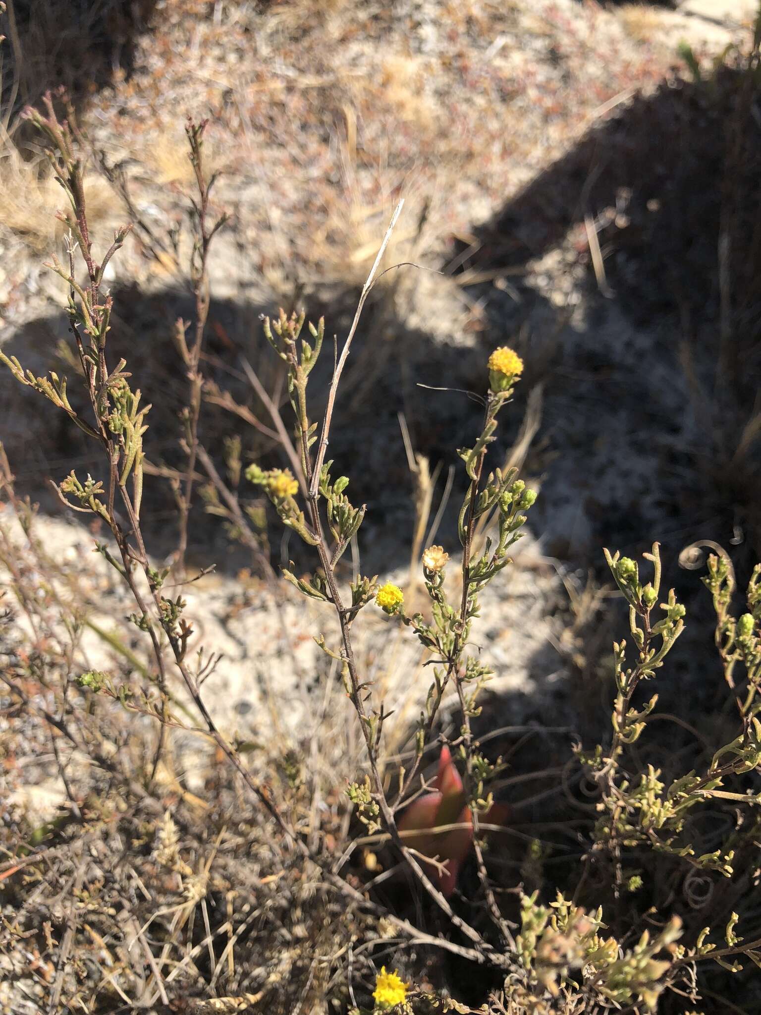 Image of Marasmodes trifida S. Ortiz