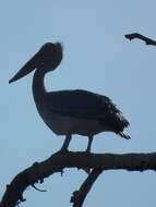 Image of Pink-backed Pelican