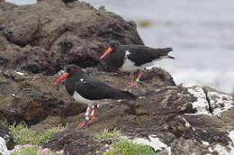 Image of Chatham Island Pied Oystercatcher