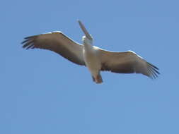 Image of Pink-backed Pelican