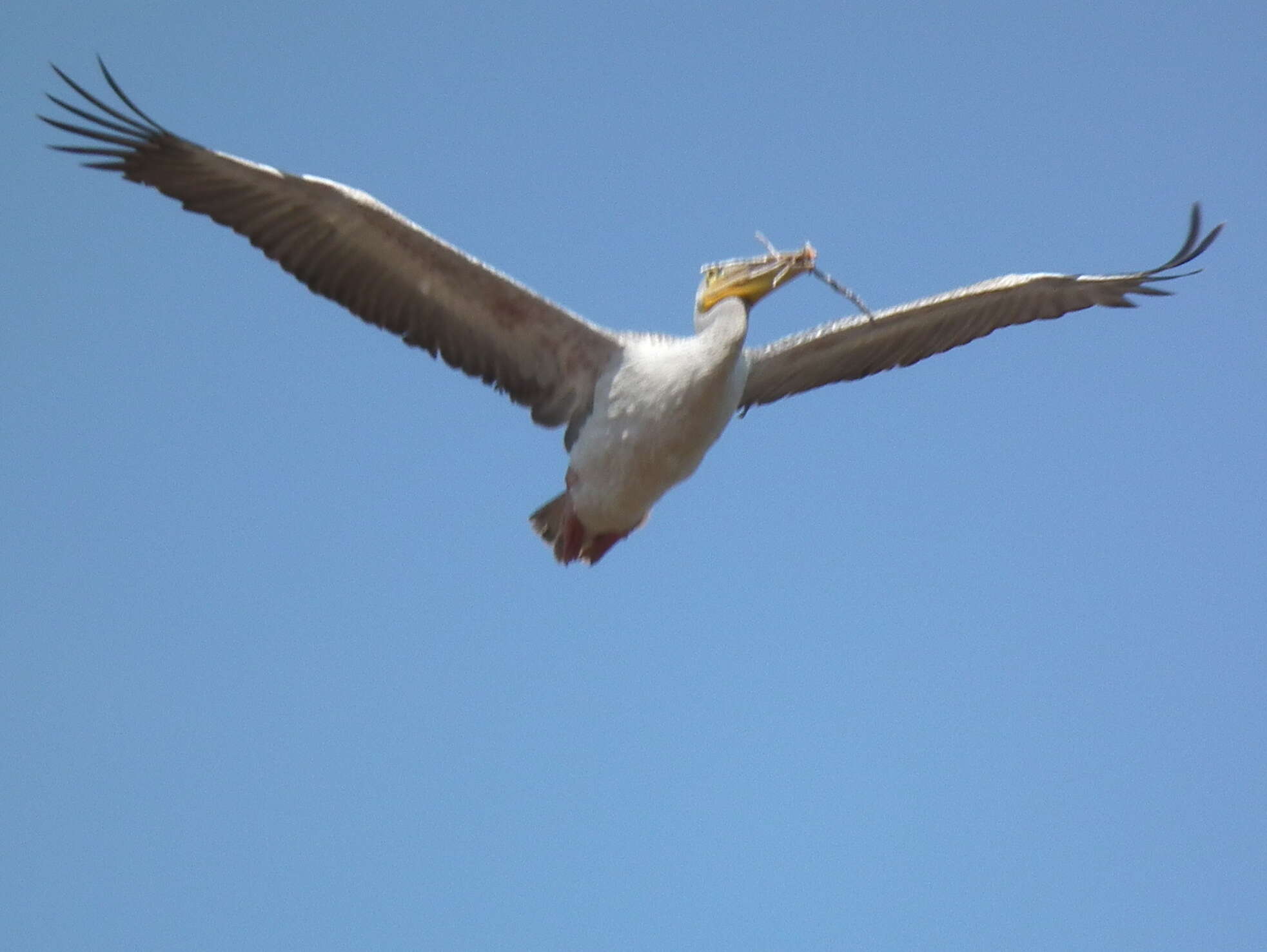 Image of Pink-backed Pelican