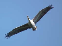 Image of Pink-backed Pelican