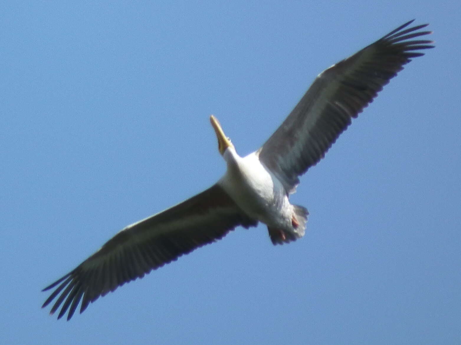 Image of Pink-backed Pelican