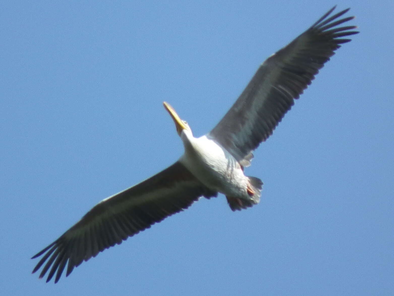 Image of Pink-backed Pelican