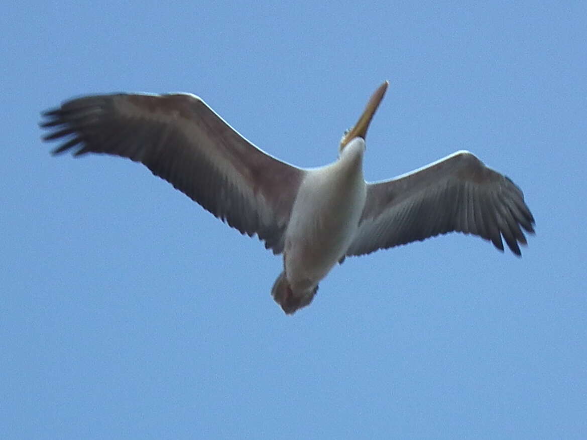 Image of Pink-backed Pelican