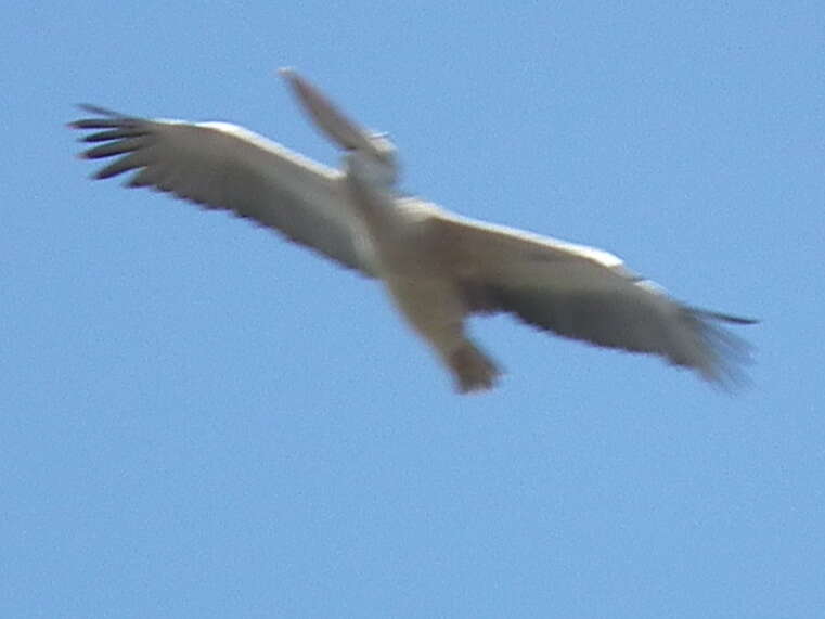 Image of Pink-backed Pelican