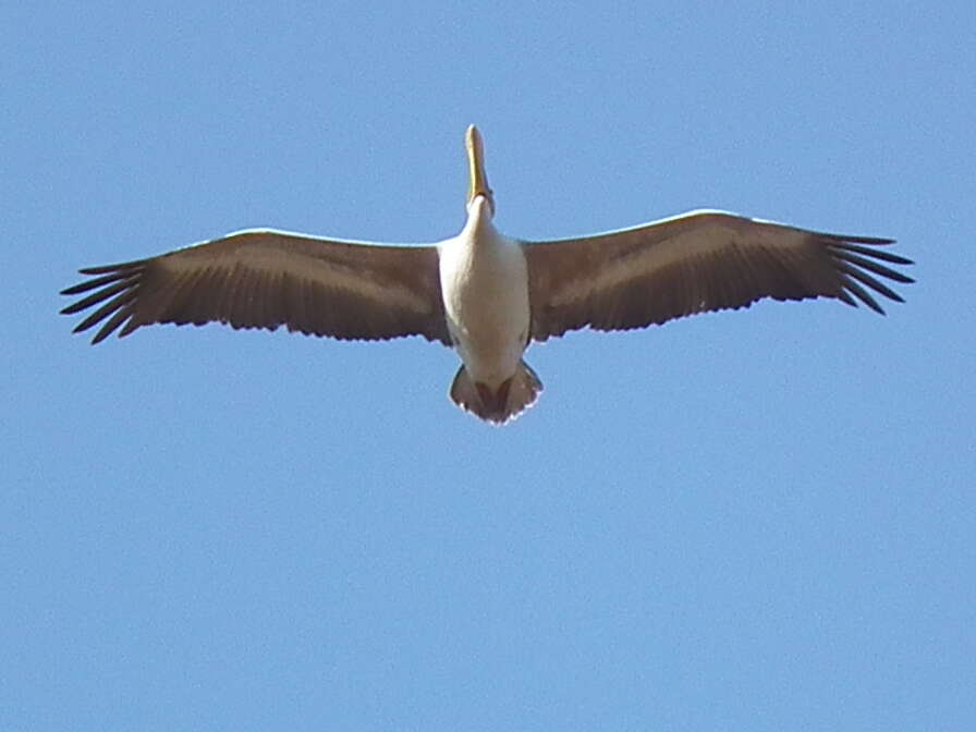 Image of Pink-backed Pelican