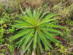 Image of yellow thistle