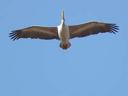 Image of Pink-backed Pelican