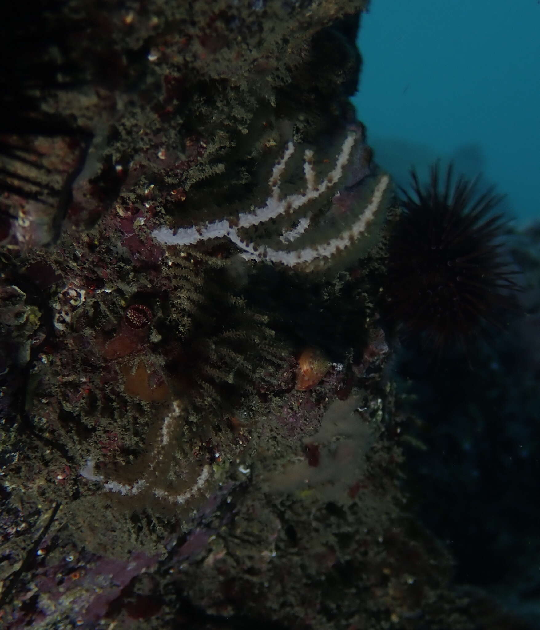 Image of white horny coral