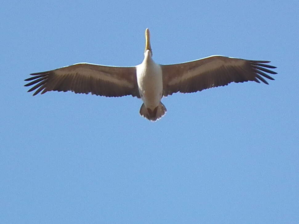 Image of Pink-backed Pelican