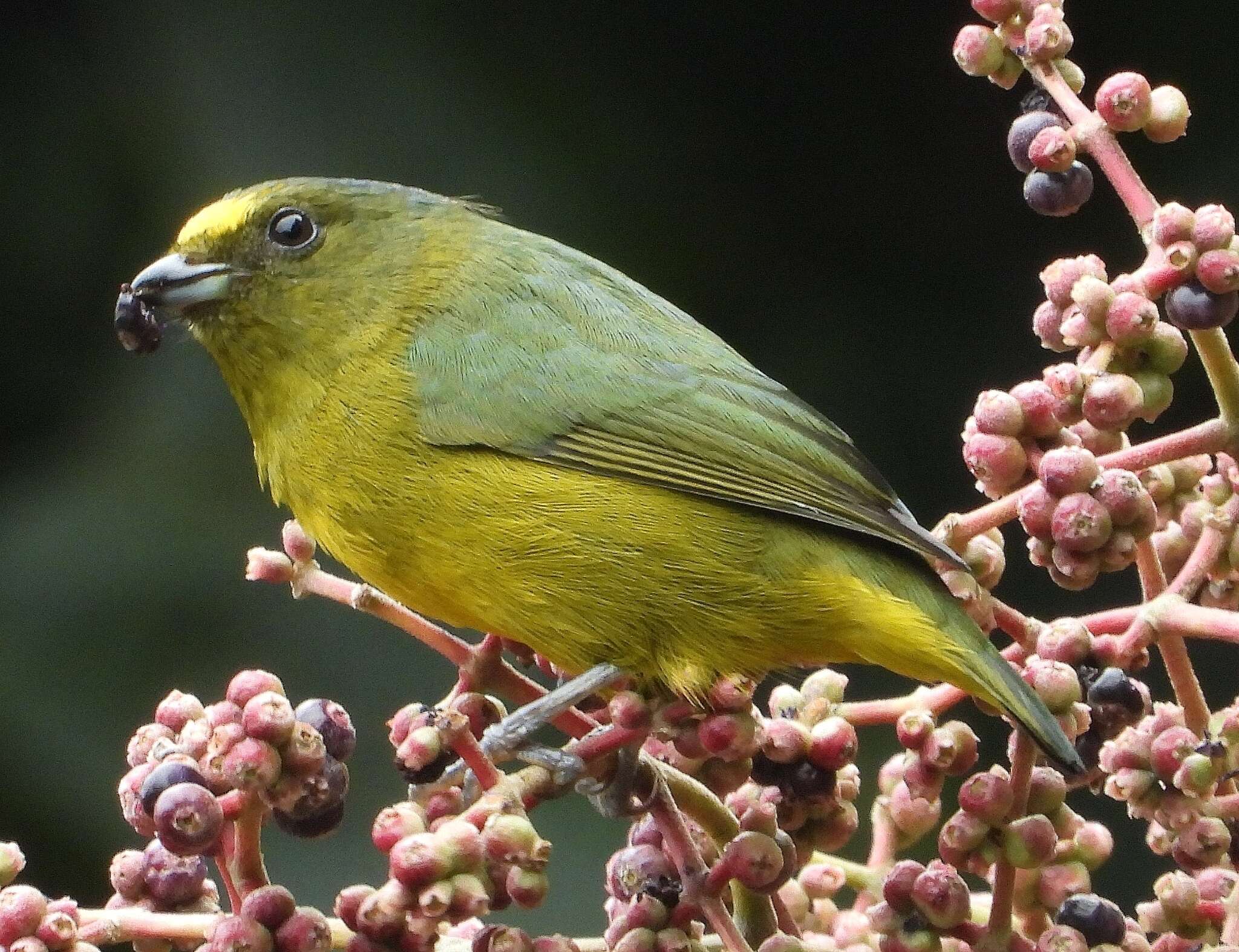 Image of Bronze-green Euphonia