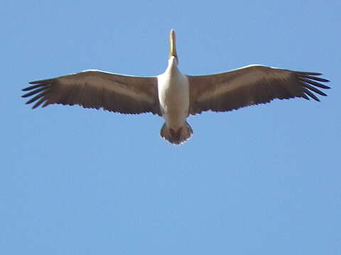 Image of Pink-backed Pelican