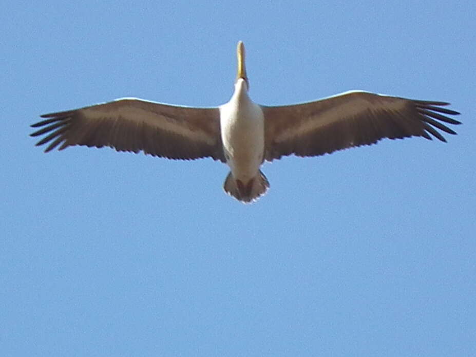 Image of Pink-backed Pelican