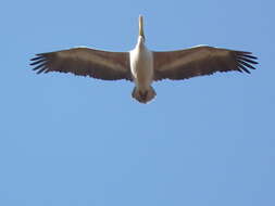 Image of Pink-backed Pelican