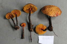 Boletellus dicymbophilus Fulgenzi & T. W. Henkel 2008 resmi