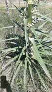 Image of Eryngium horridum Malme