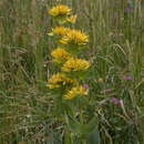 Image of Gentiana lutea subsp. lutea