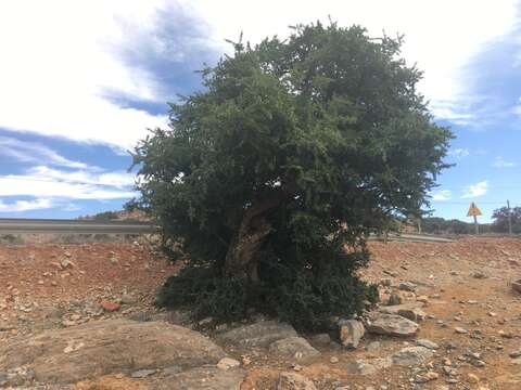 Слика од Sideroxylon spinosum L.