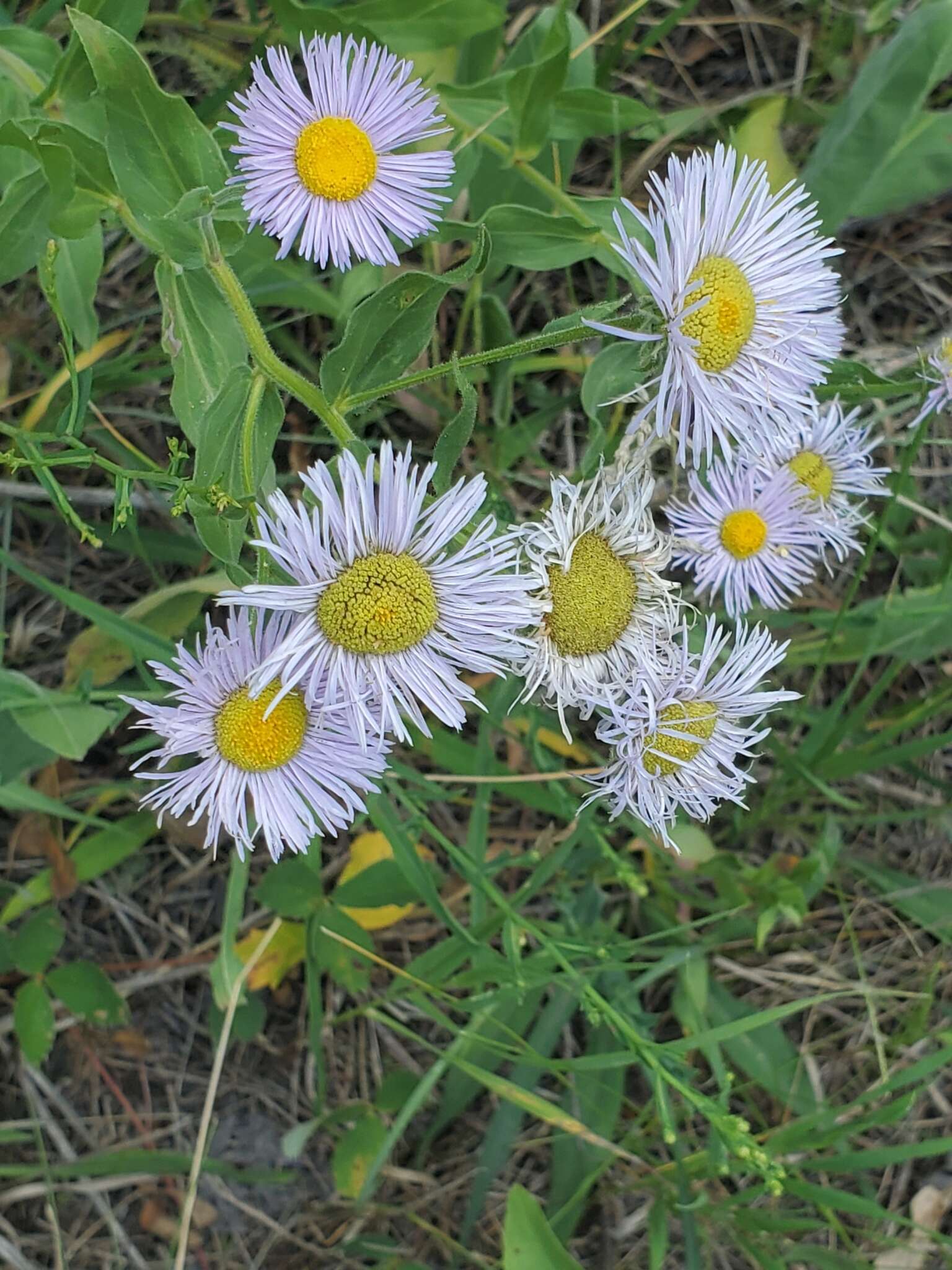 Image of threenerve fleabane