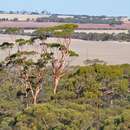 Image of salmon gum