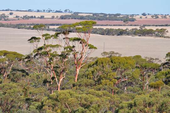 Image of salmon gum