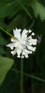 Imagem de Astrantia minor L.