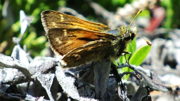 Image of Hesperia comma manitoba Scudder 1874