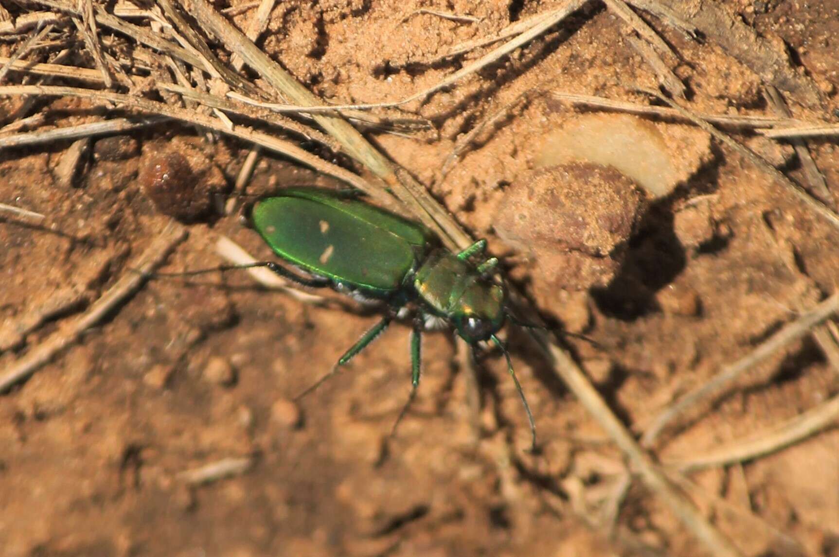 Image of Cicindela (Cicindelidia) obsoleta Say 1823