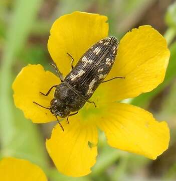 Image of Acmaeodera neglecta Fall 1899