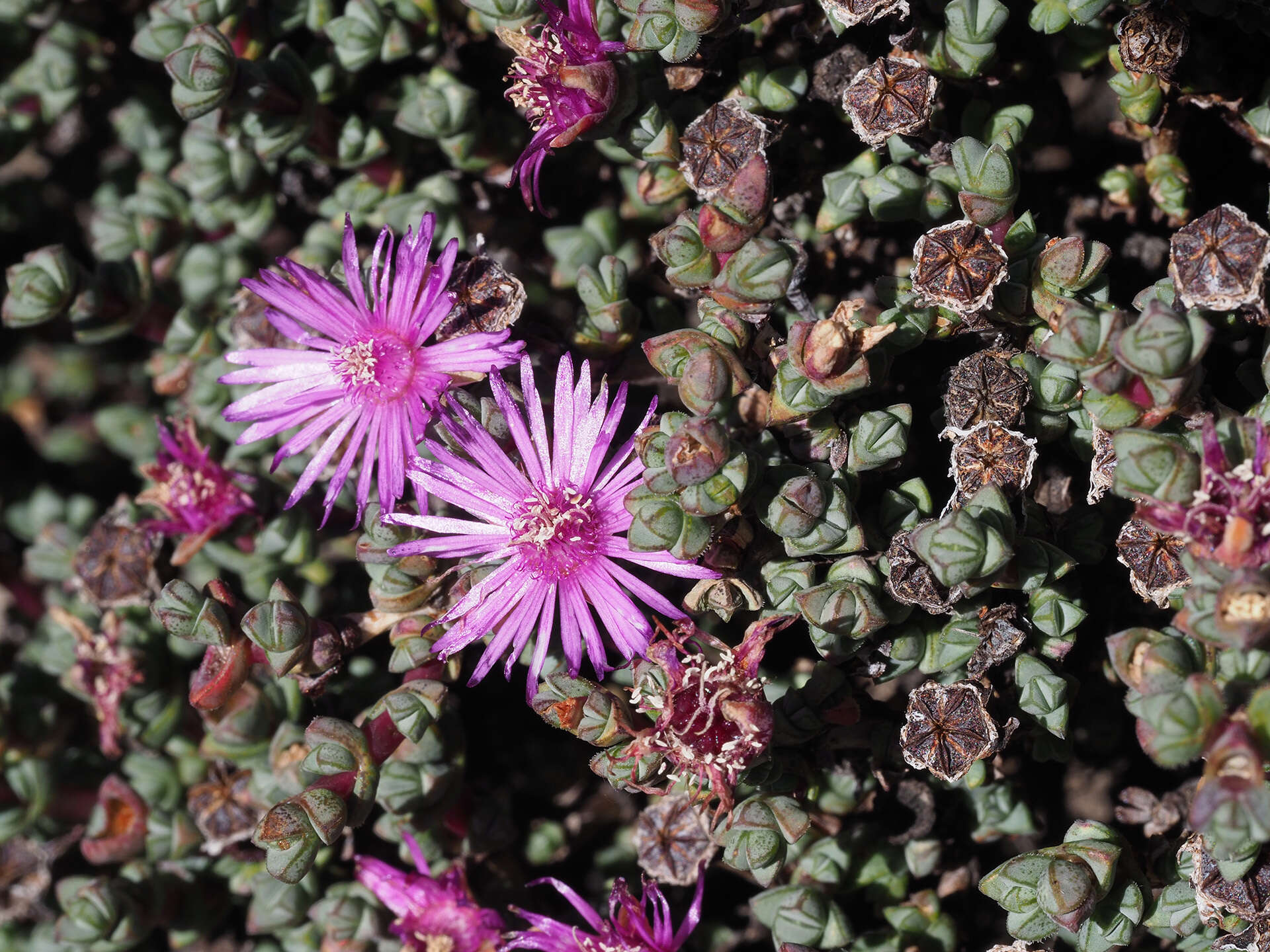 Imagem de Antimima radicans (L. Bol.) Klak