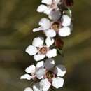 Image de Leptospermum squarrosum Gaertn.