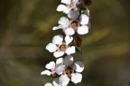 Слика од Leptospermum squarrosum Gaertn.