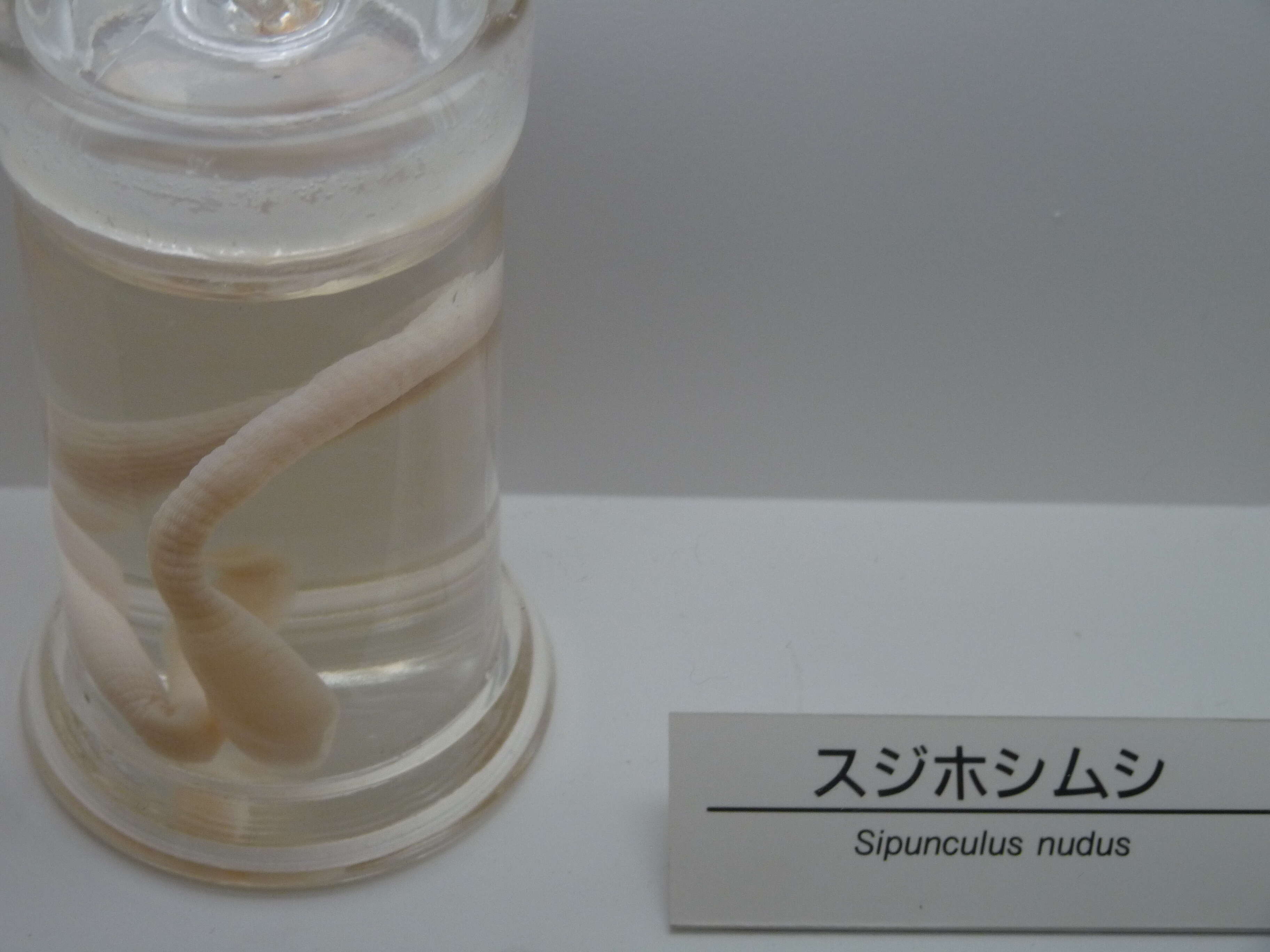 Image de Sipunculus (Sipunculus) nudus Linnaeus 1766
