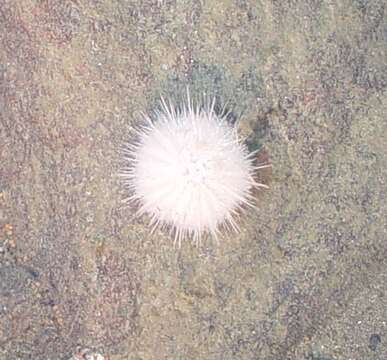 Image of White sea urchin