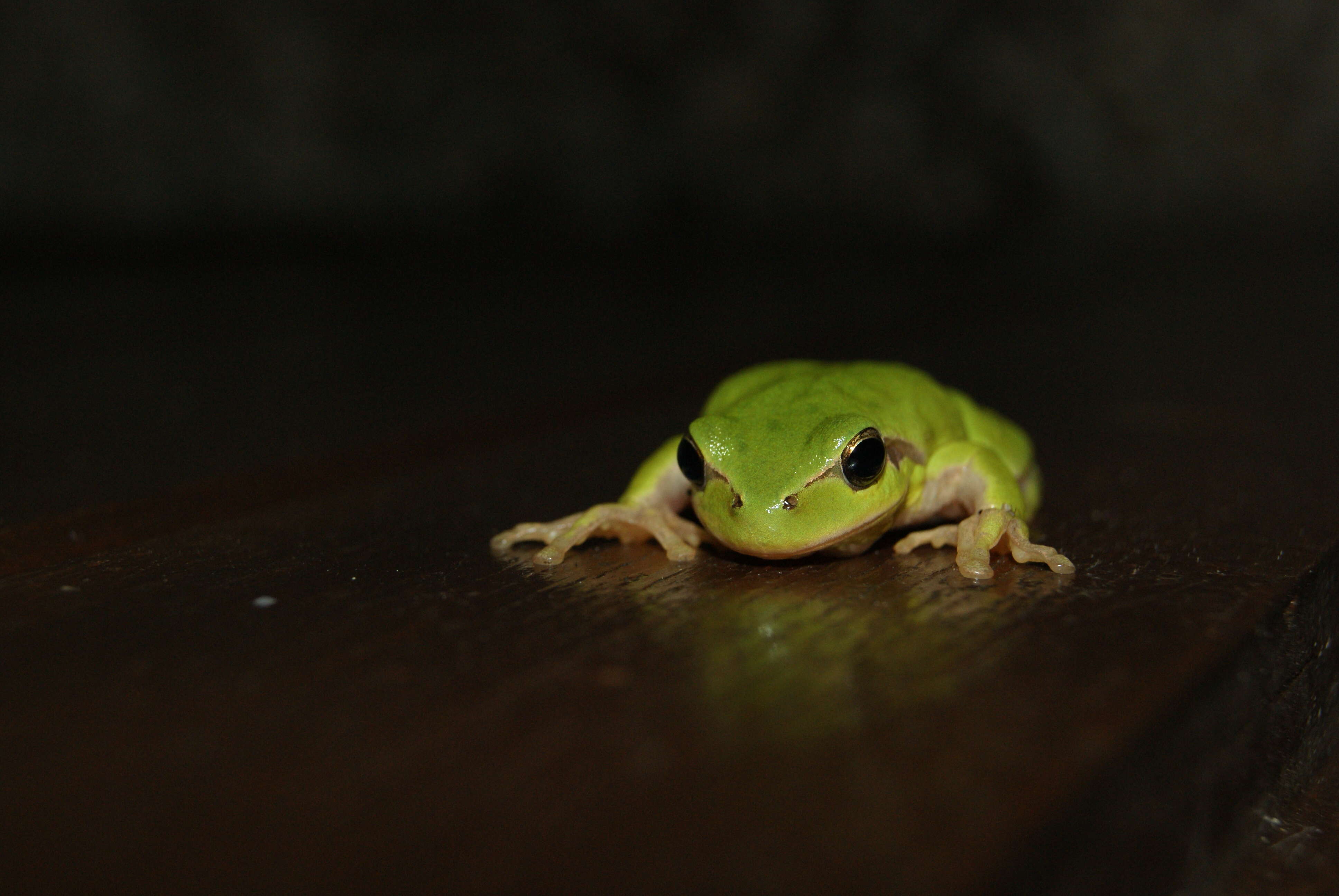 Image of Italian Tree Frog