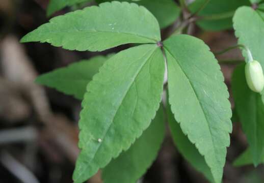 Image of Anemone trifolia L.