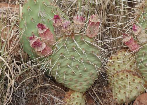 Image of Bulrush Canyon Prickly-pear