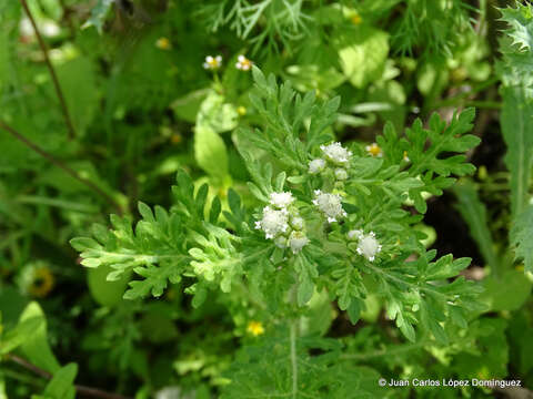 Image of Parthenium bipinnatifidum (Ortega) Rollins