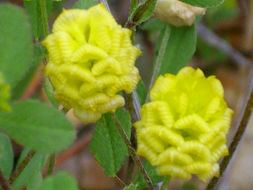 Image of Yellow Hop Clover
