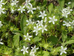 Image of Baker's navarretia