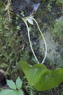 Image of Asarum europaeum subsp. caucasicum (Duchartre) Soo