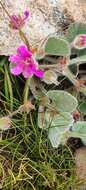 Image of Pelargonium ovale subsp. hyalinum L. Hugo