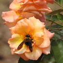 Xylocopa appendiculata Smith 1852 resmi