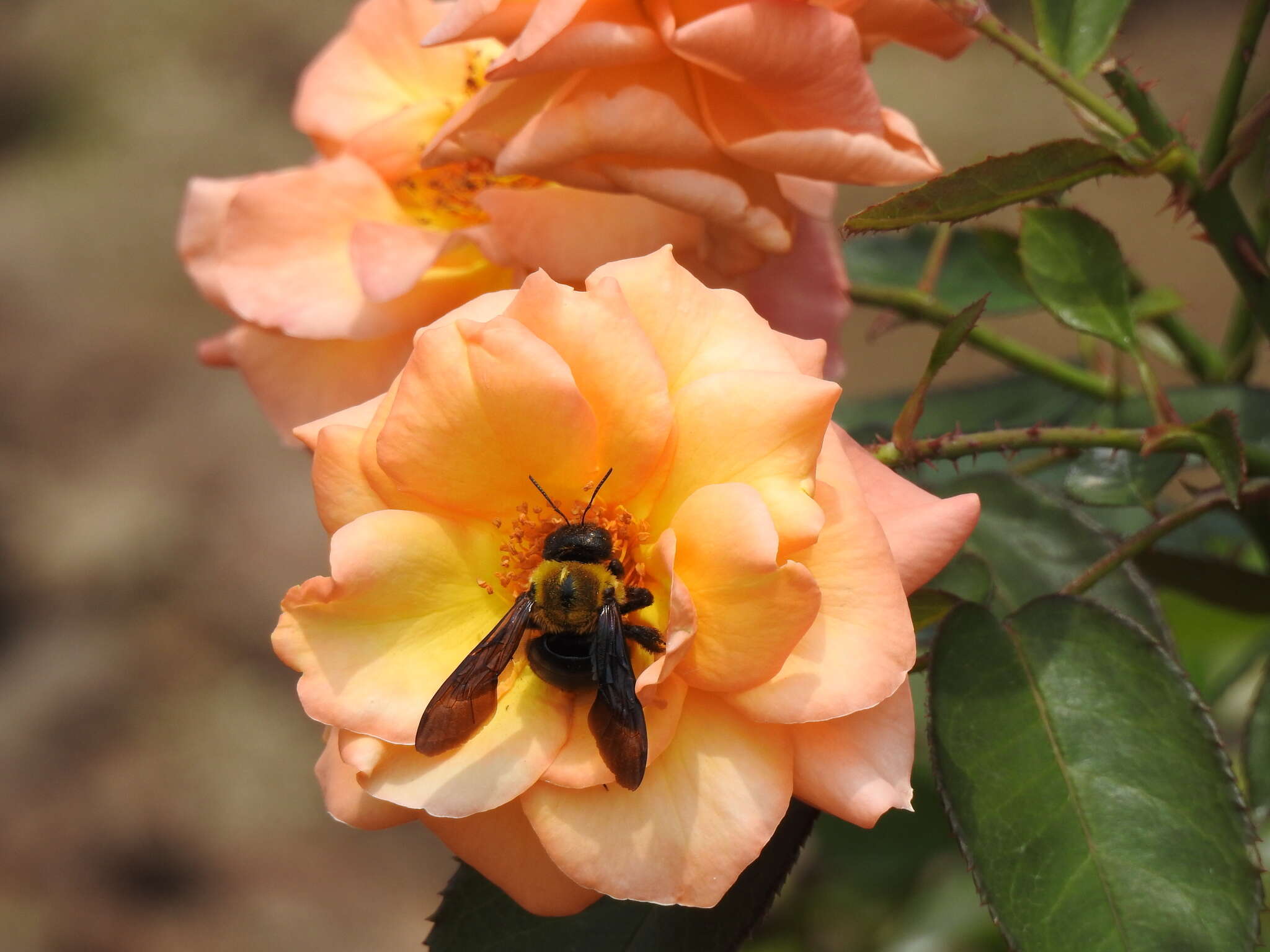 Imagem de Xylocopa appendiculata Smith 1852